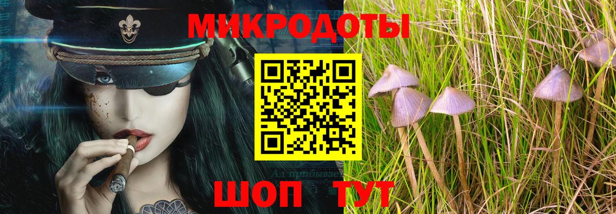 Псилоцибиновые грибы Psilocybe Каменск-Уральский