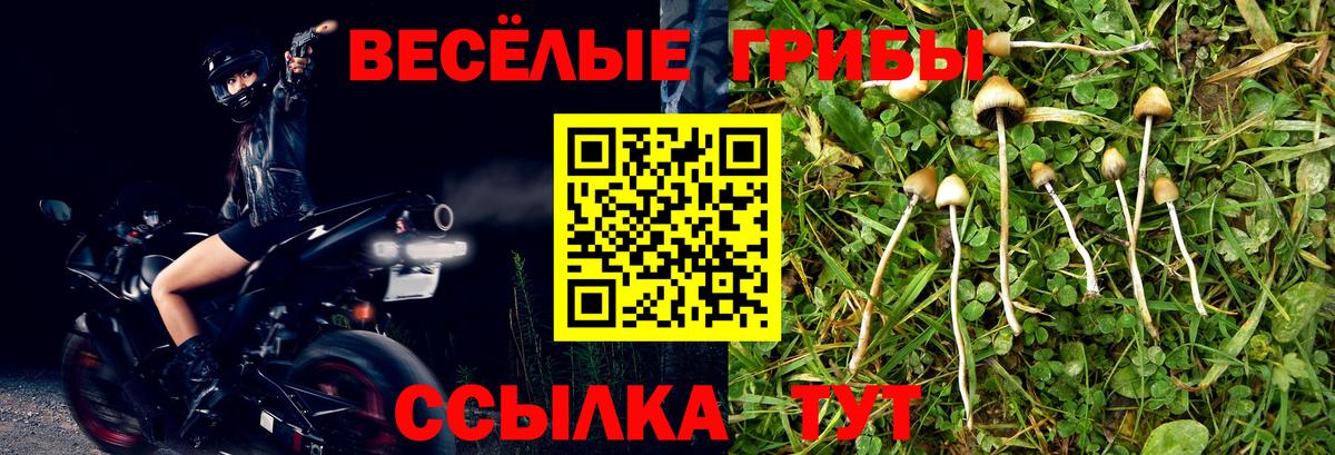 Псилоцибиновые грибы Psilocybe  Каменск-Уральский 